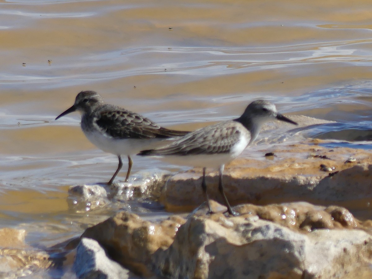 Bécasseau minuscule - ML645253872