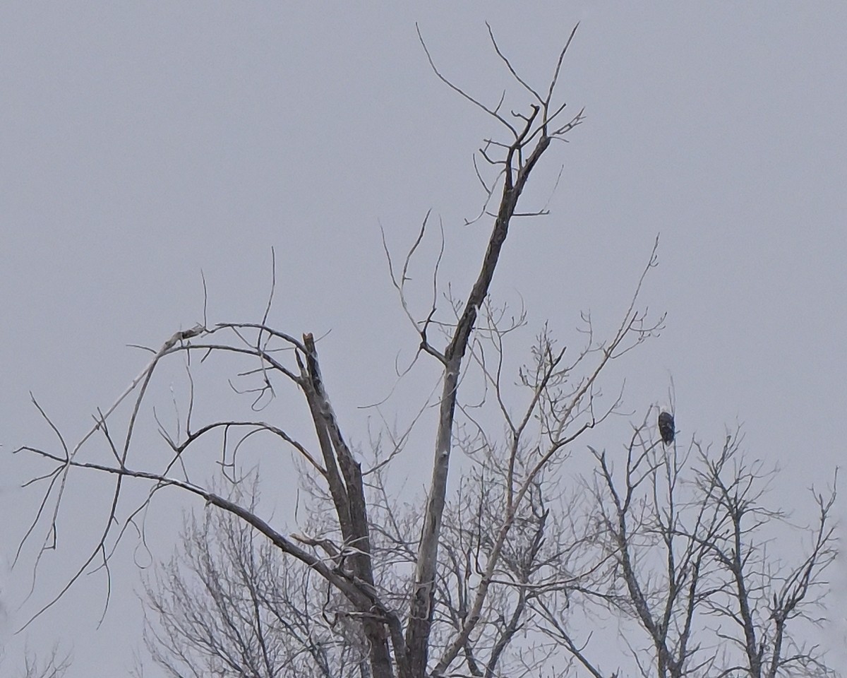 Bald Eagle - ML645253874
