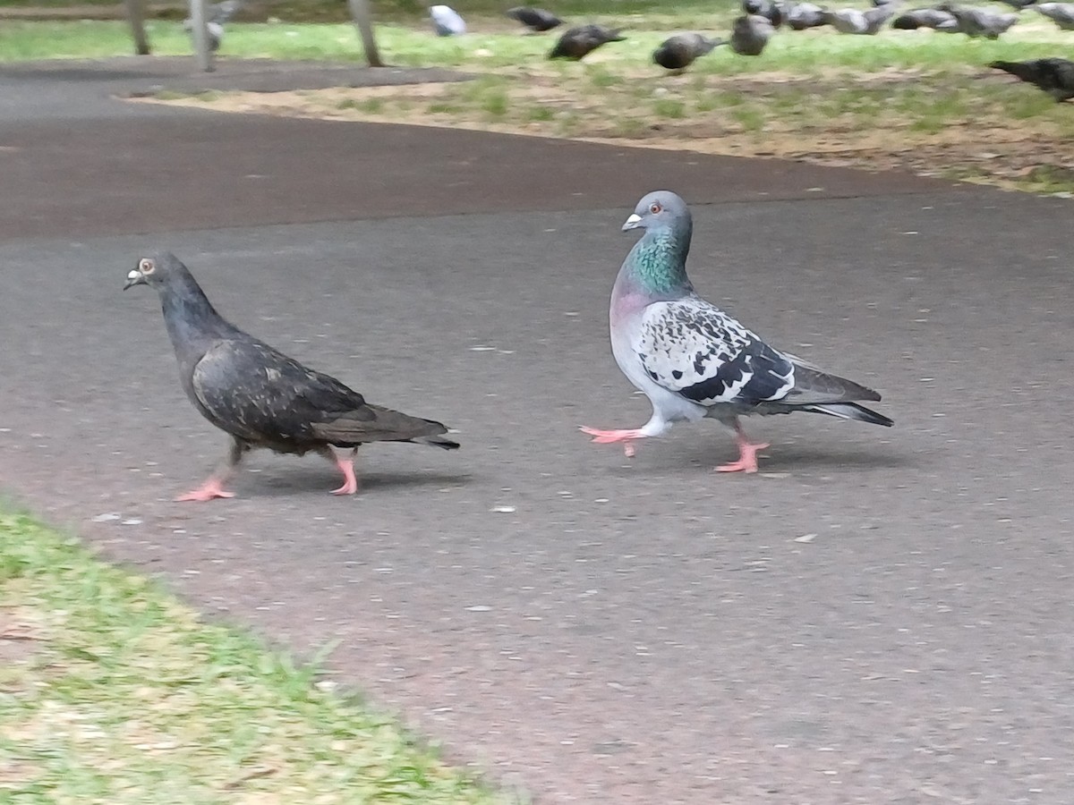 Rock Pigeon (Feral Pigeon) - ML645253875