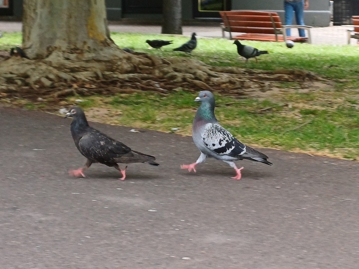 Rock Pigeon (Feral Pigeon) - ML645253876