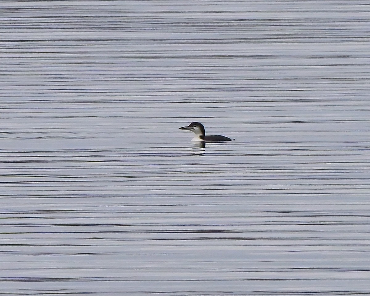 Common Loon - ML645253878