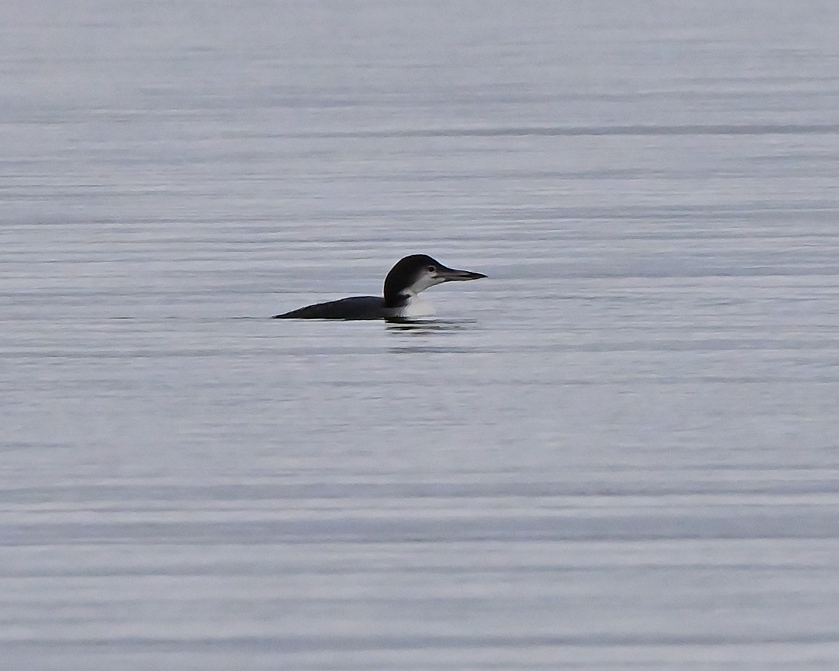 Common Loon - ML645253879