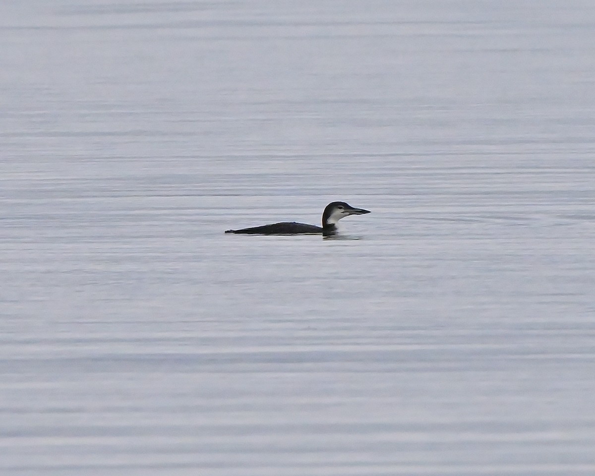 Common Loon - ML645253880