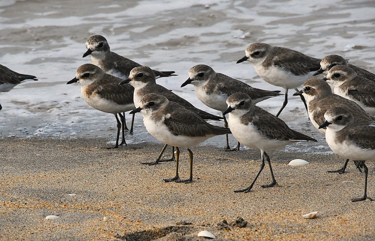Tibetan Sand-Plover - ML645253886