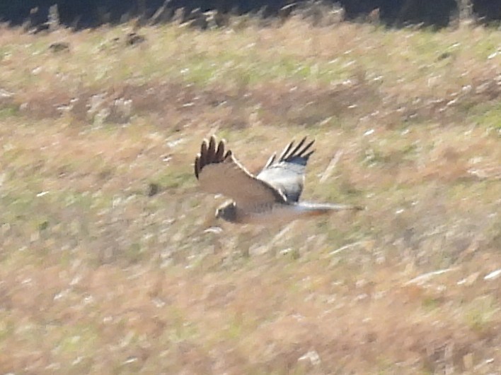 Лунь американський - ML645253893