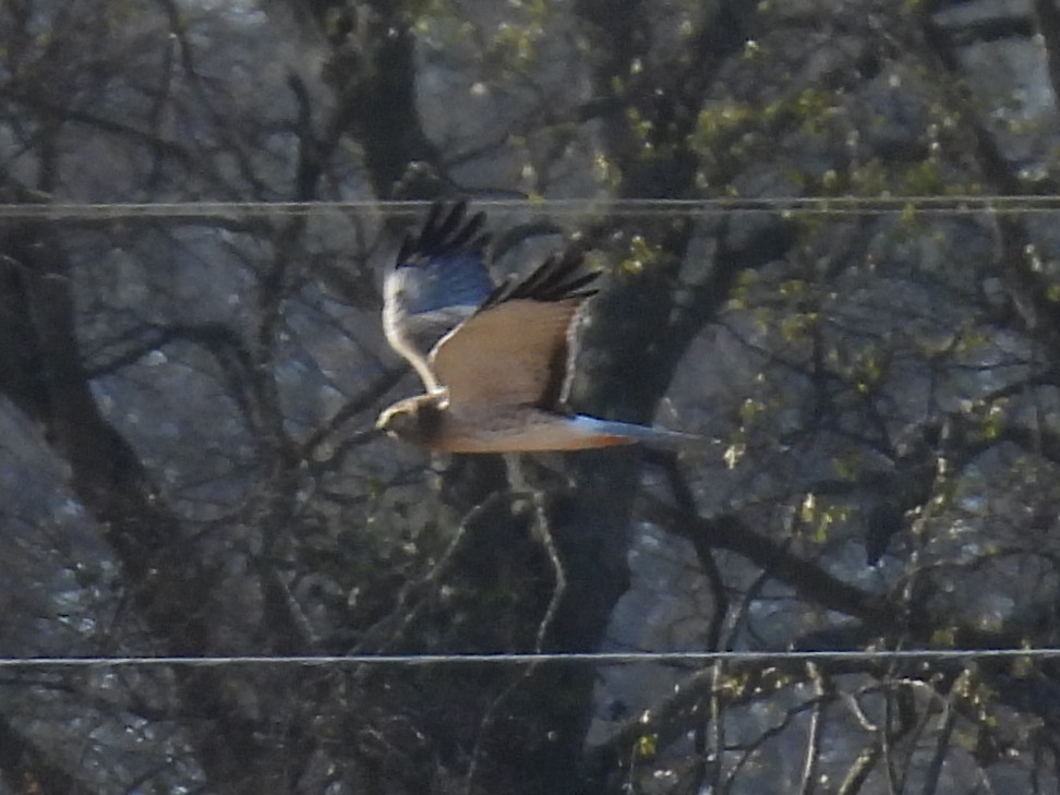 Лунь американський - ML645253894