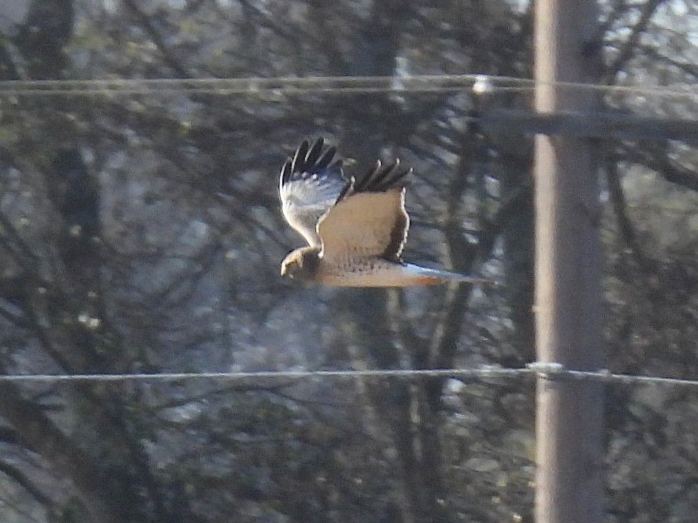 Лунь американський - ML645253895