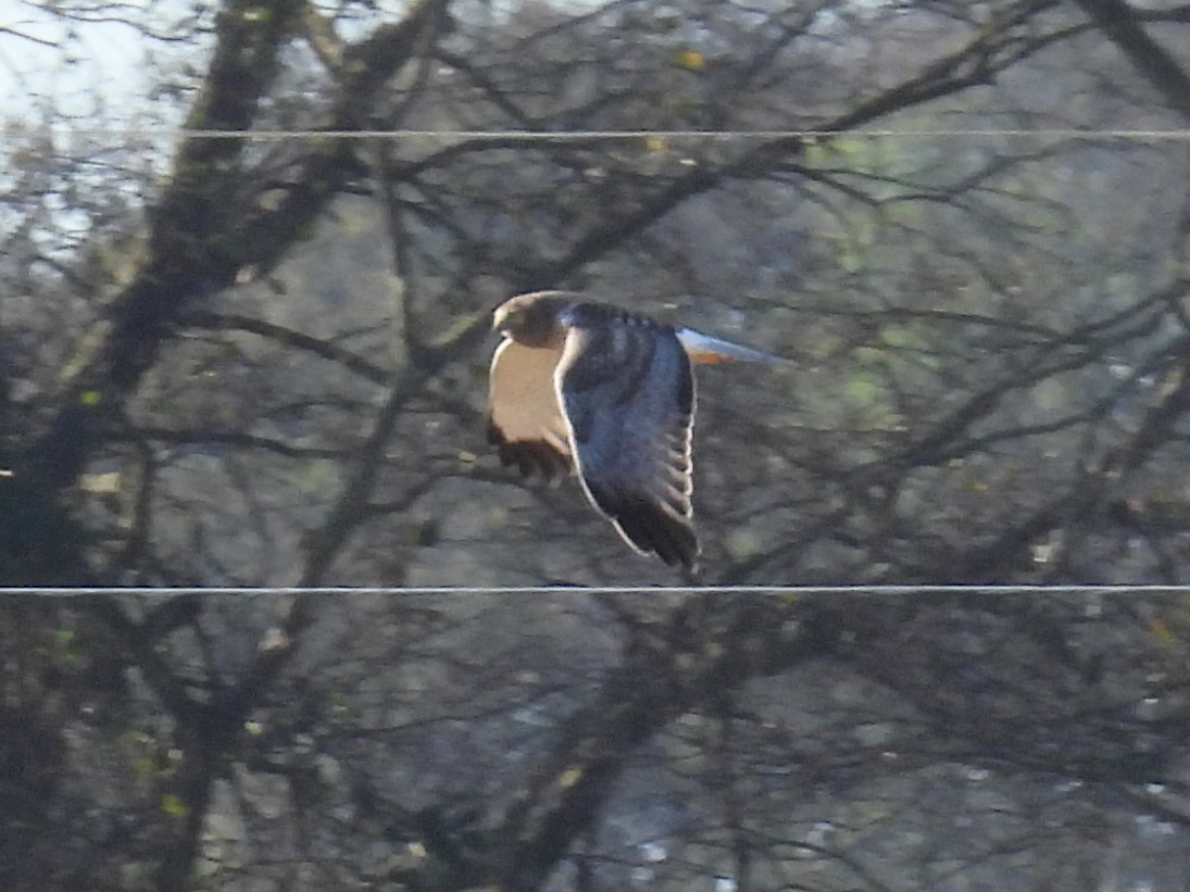 Лунь американський - ML645253896