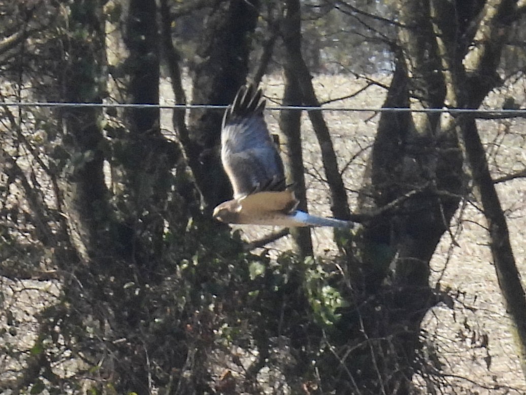 Лунь американський - ML645253897