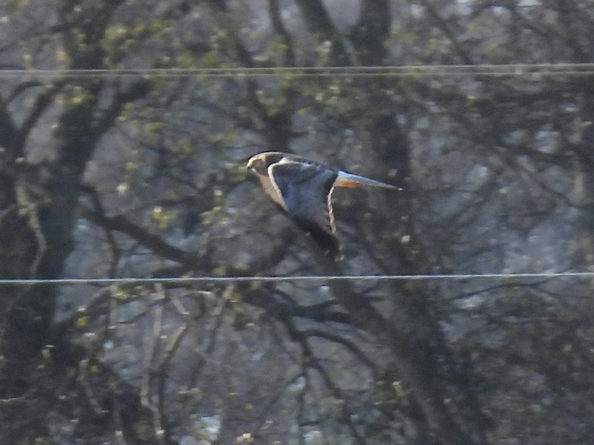 Лунь американський - ML645253898