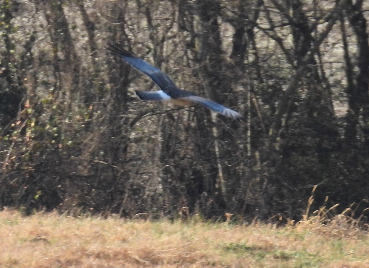 Лунь американський - ML645253899