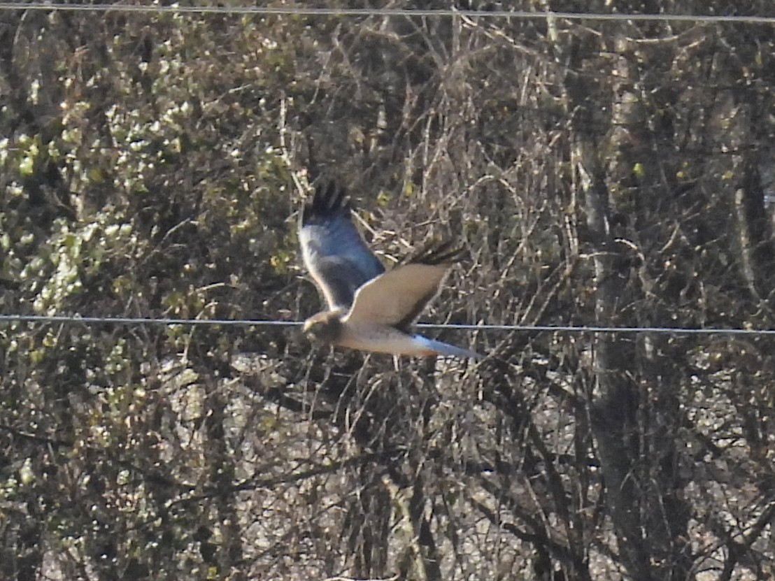 Лунь американський - ML645253900