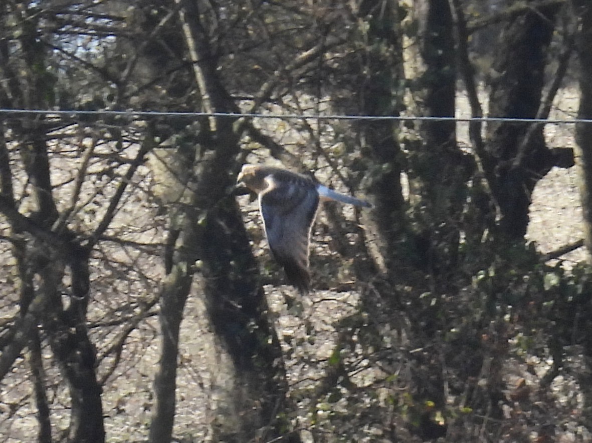 Лунь американський - ML645253901