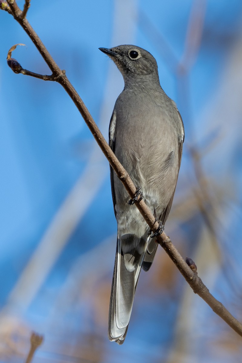Townsend's Solitaire - ML645253904
