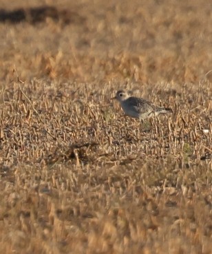 American Golden-Plover - ML645253917