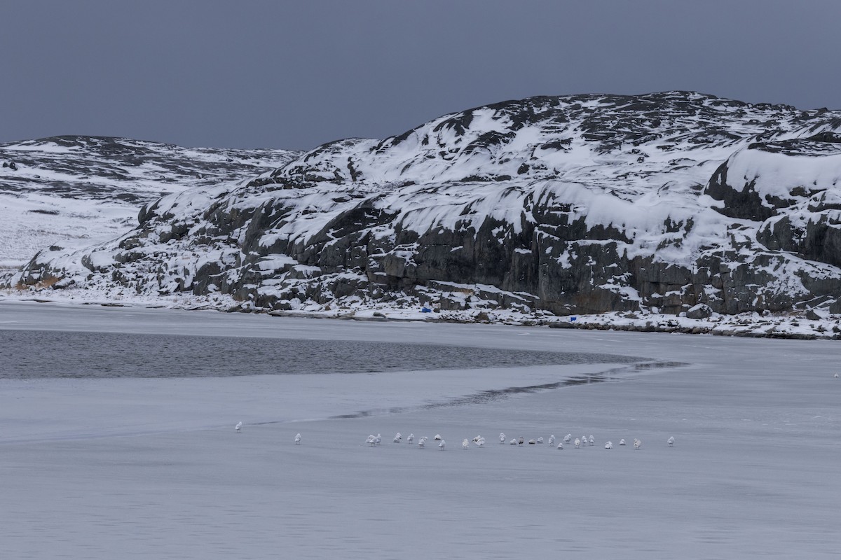 Glaucous Gull - ML645253922