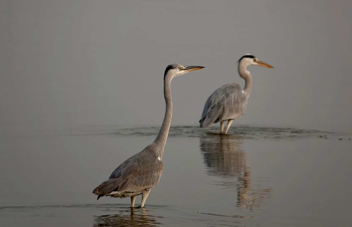Gray Heron - ML645253926