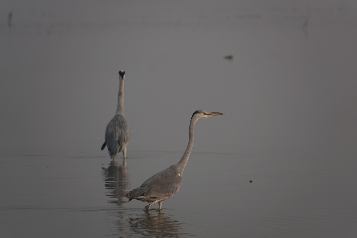 Gray Heron - ML645253927