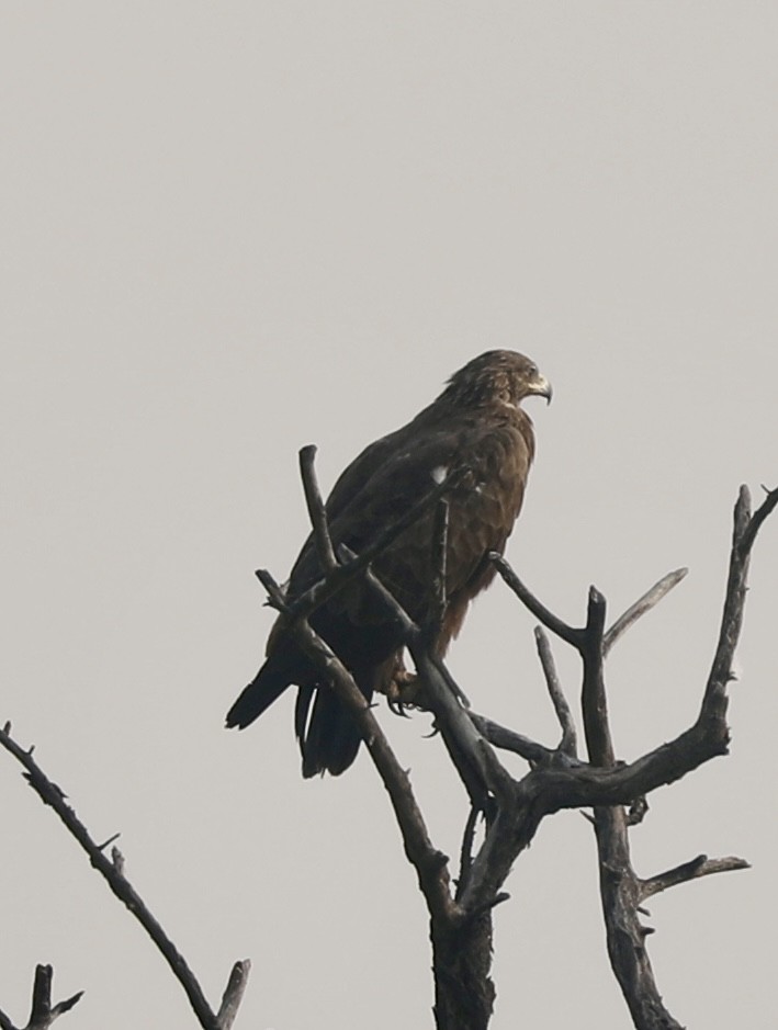 Aigle lancéolé - ML645253935