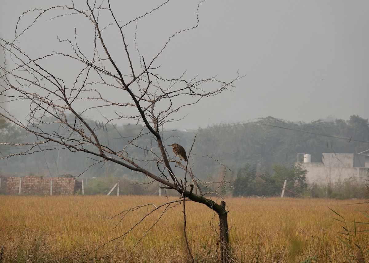 Crabier de Gray - ML645253936