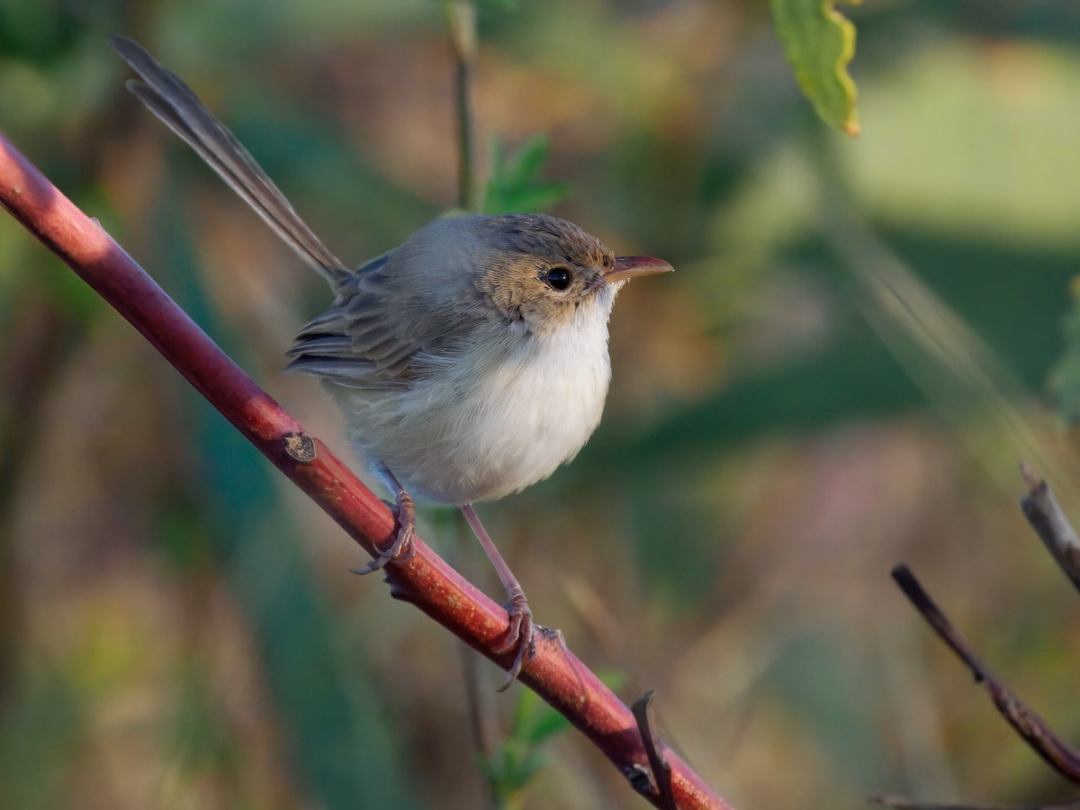 Mérion à dos rouge - ML645253940