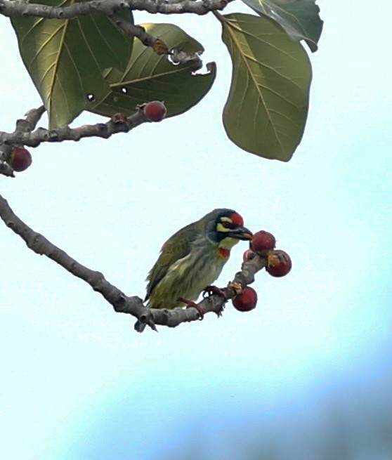 Barbu à plastron rouge - ML645253941