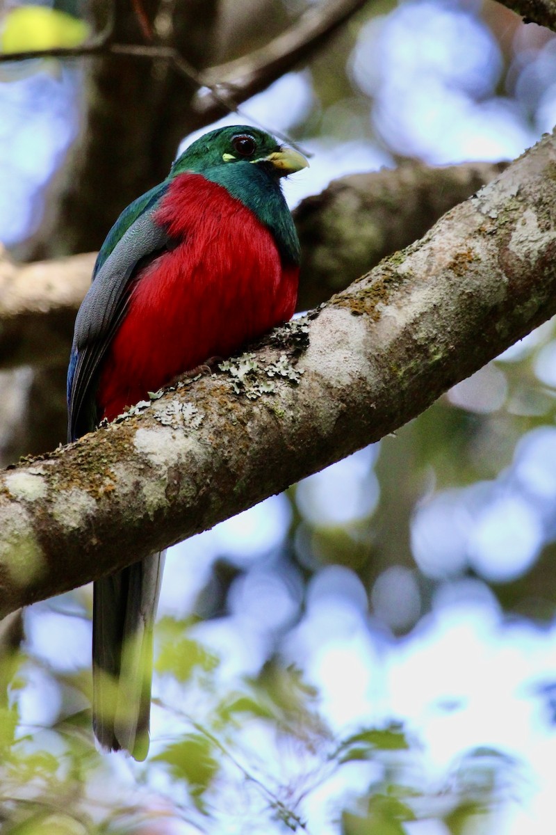 Trogon narina - ML645253942