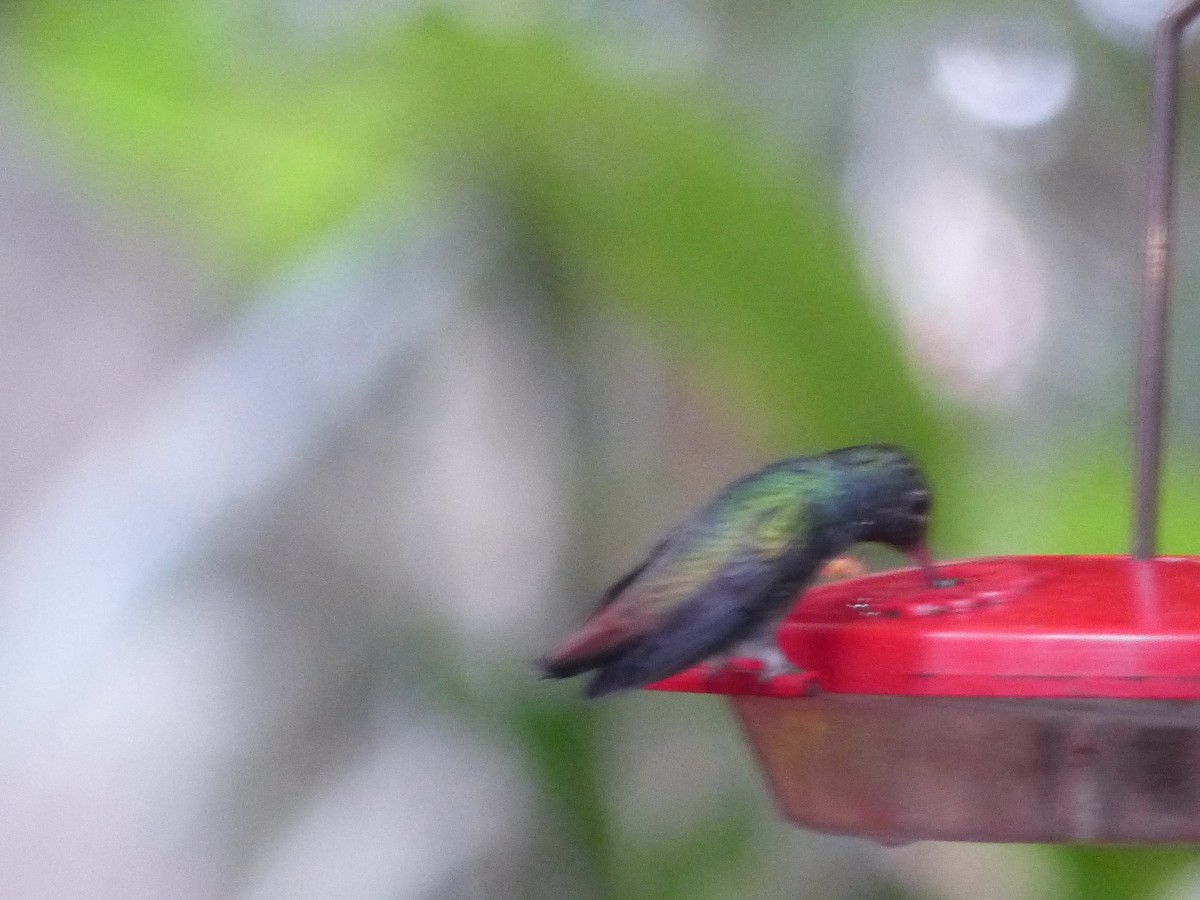 Ariane à ventre gris - ML645253943