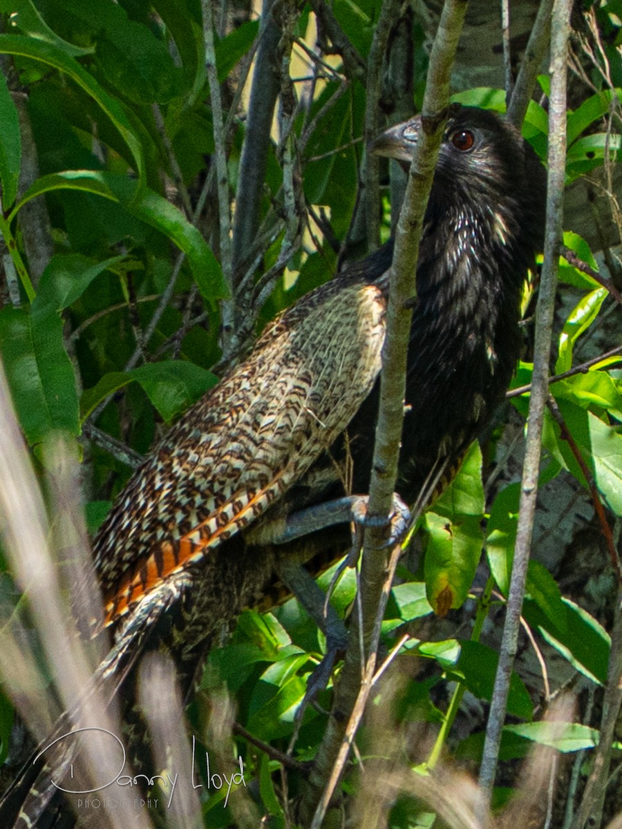 Coucal faisan - ML645253944