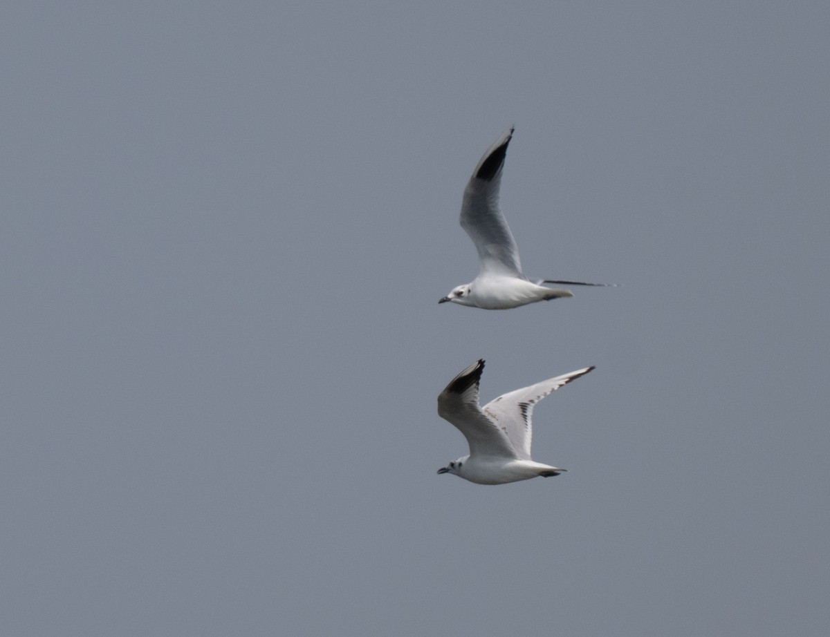 Mouette de Saunders - ML645253947