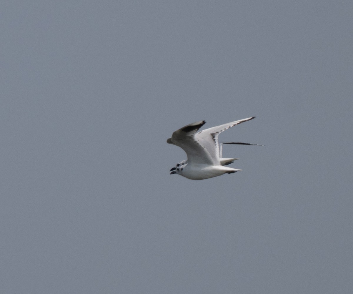 Mouette de Saunders - ML645253948