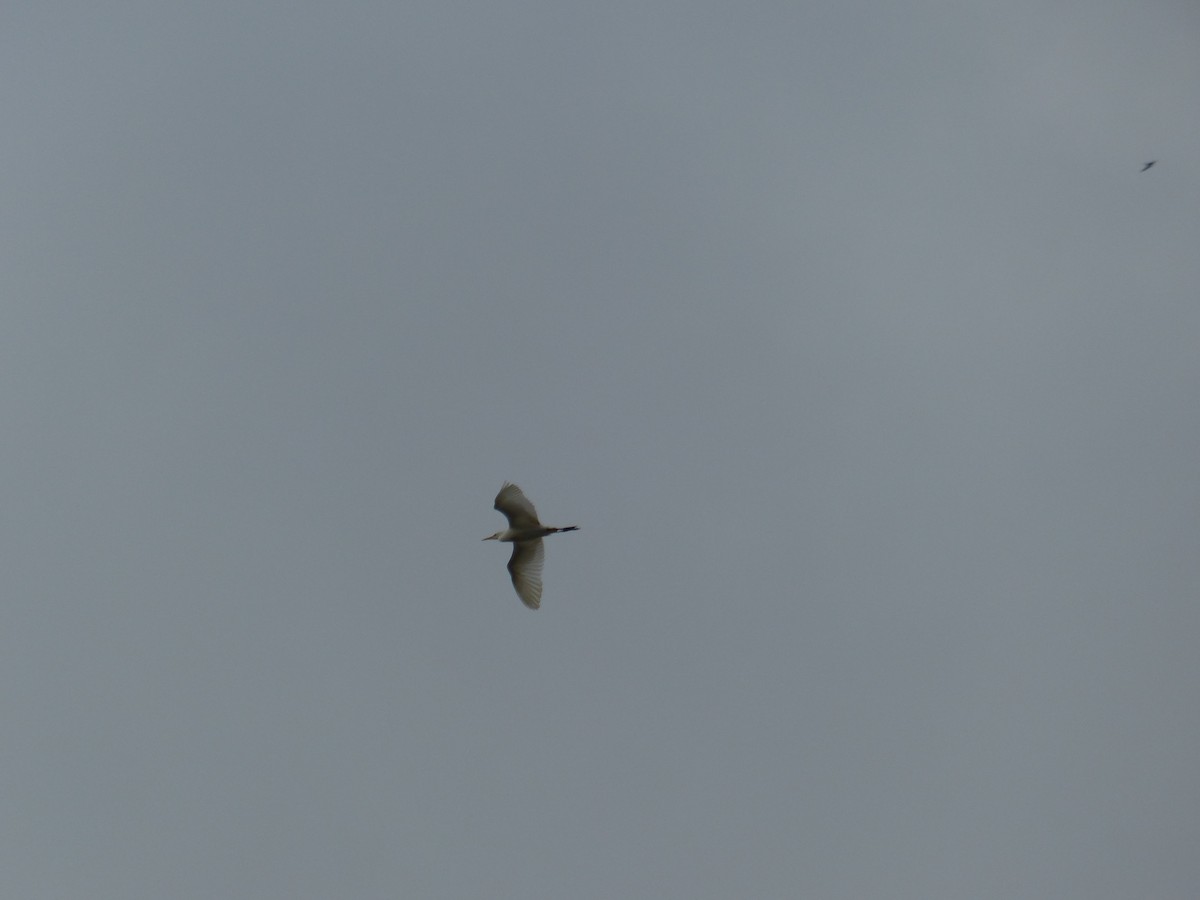 Héron garde-boeufs - ML645253951