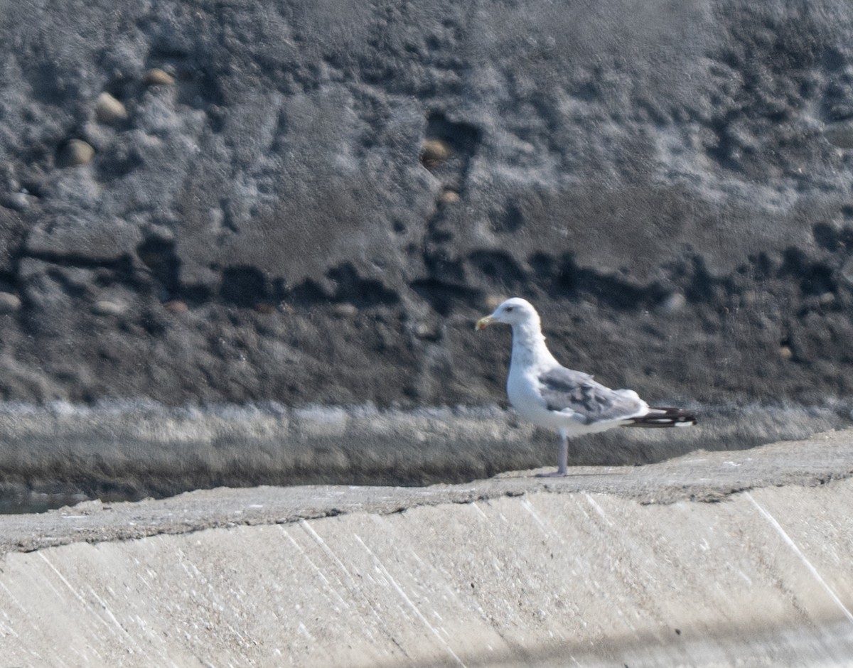 Goéland de Mongolie - ML645253952