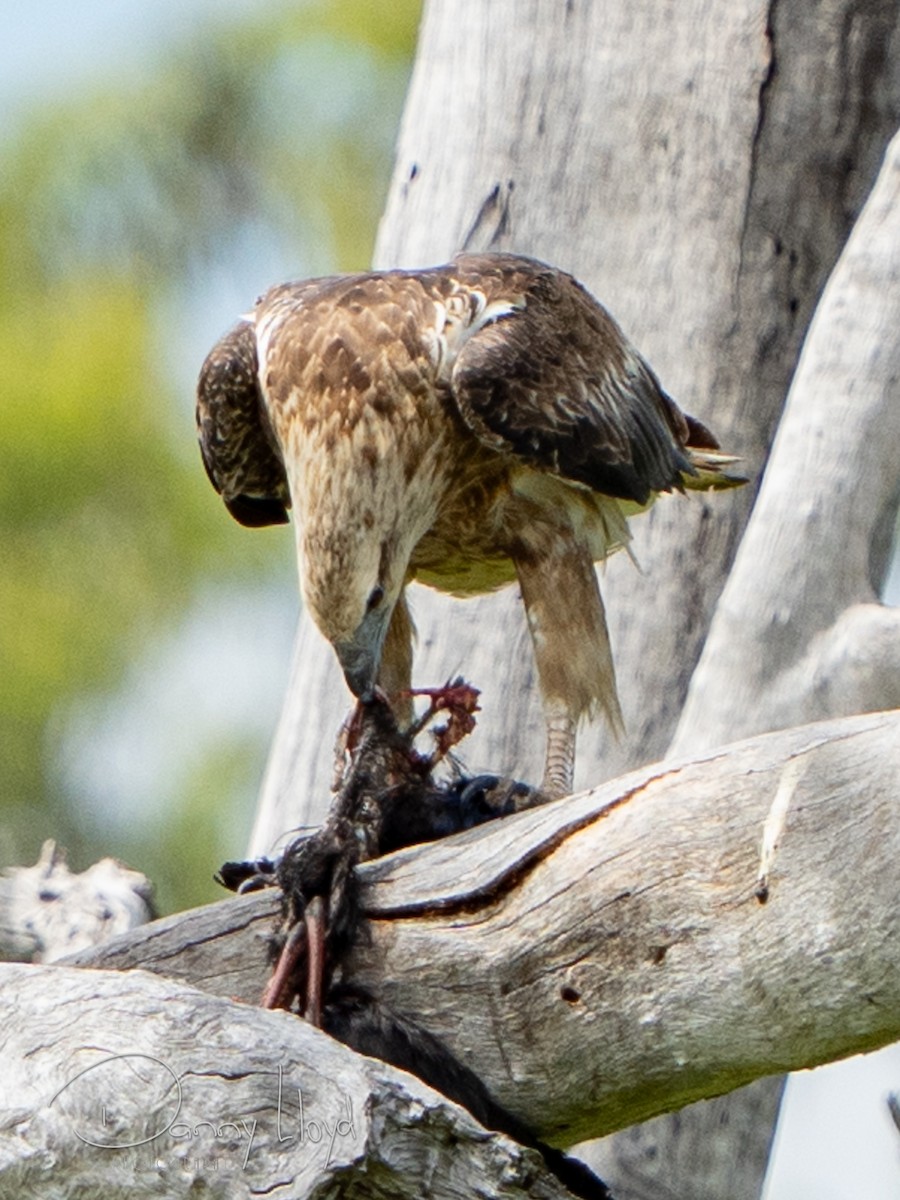 Pygargue blagre - ML645253953