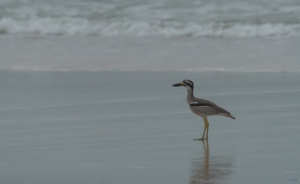 Oedicnème des récifs - ML645253954