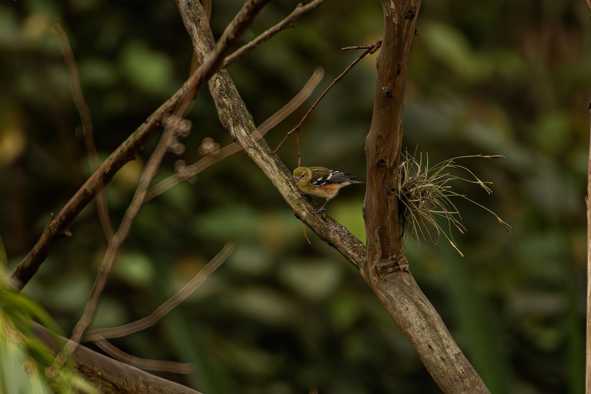 Paruline à poitrine baie - ML645253955