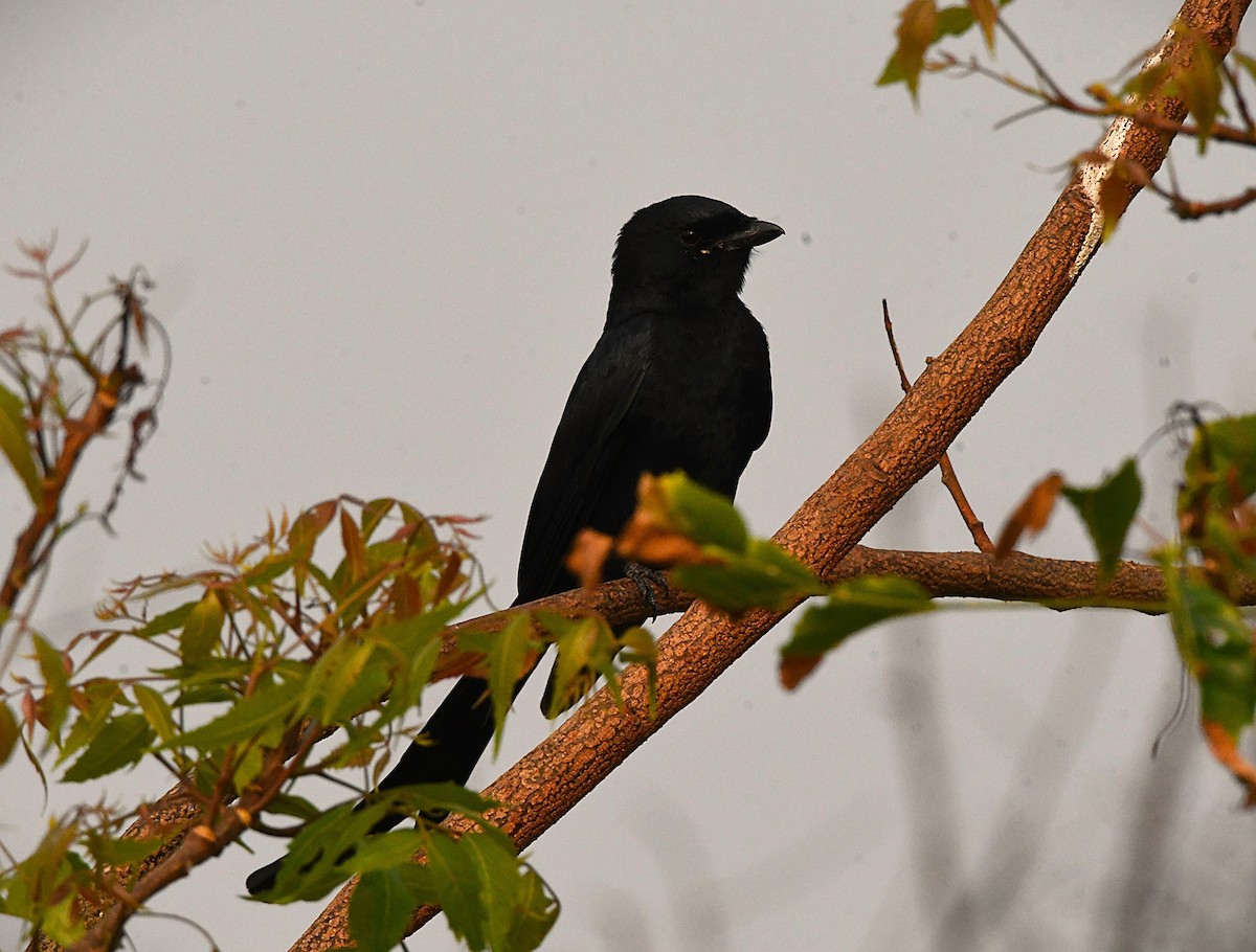 Drongo royal - ML645253956