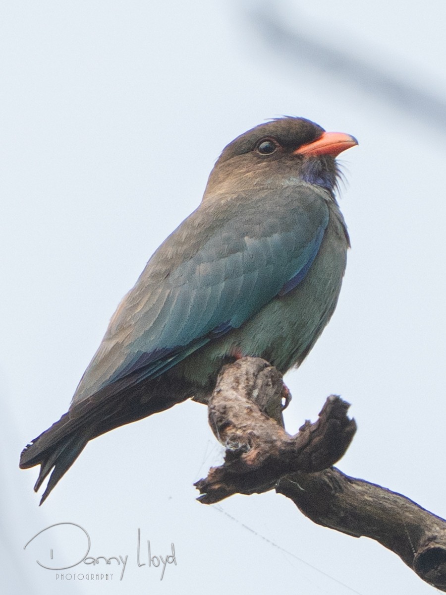 Rolle oriental - ML645253957