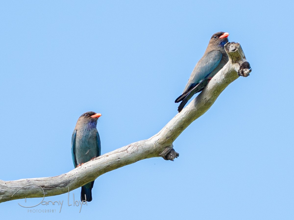 Rolle oriental - ML645253958