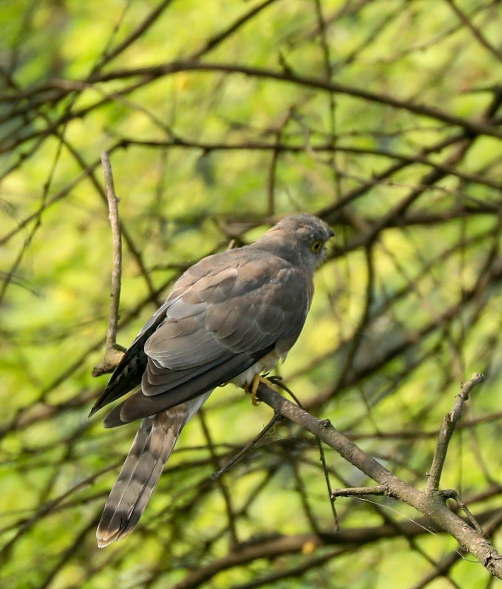 Épervier shikra - ML645253959