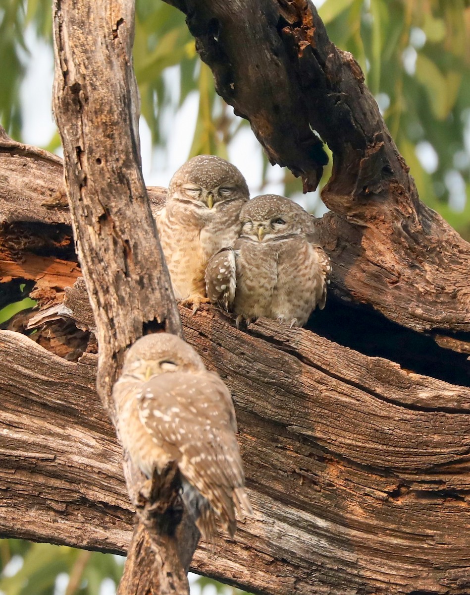 Chevêche brame - ML645253963