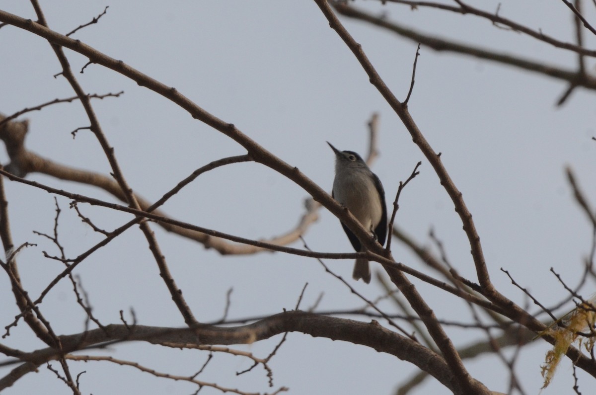 Blue-gray Gnatcatcher - ML645253977