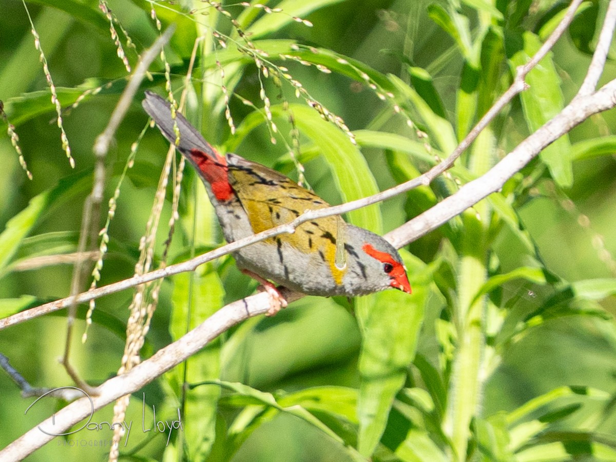 Краснобровая амадина - ML645253983