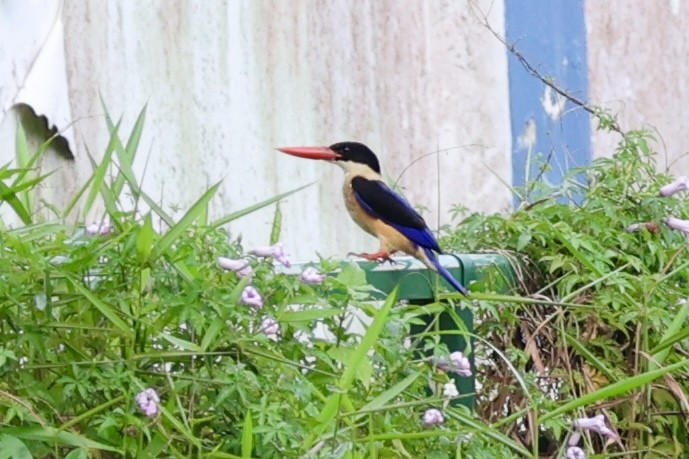 黑頭翡翠 - ML645253988