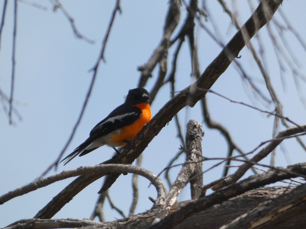 Flame Robin - ML645254005