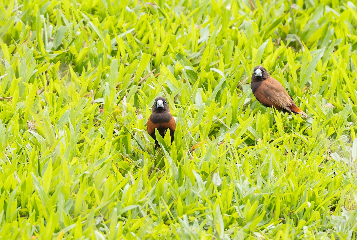 Capuchino Castaño - ML645254036