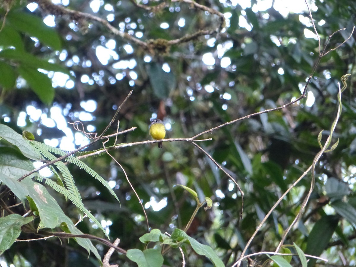 Ornate Flycatcher - ML645254037