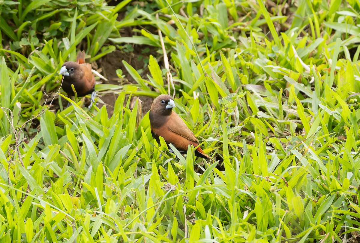 Capuchino Castaño - ML645254039