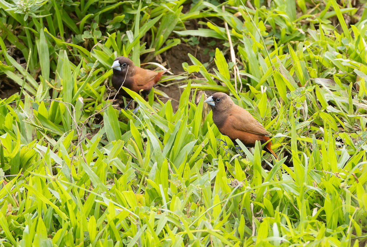Capuchino Castaño - ML645254040