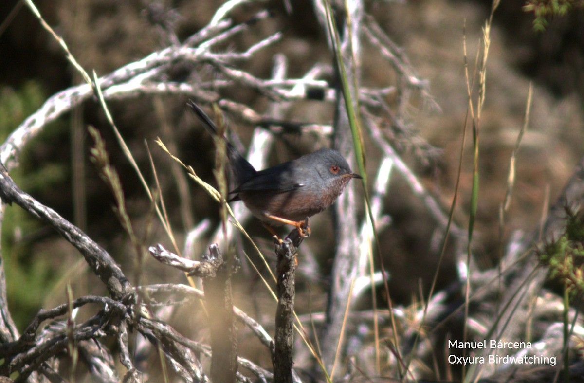 Funda Ötleğeni - ML645254044